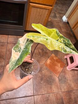 Alocasia psuedo aurea *CORMS