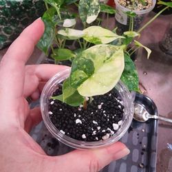 🐉 Alocasia Baginda "Dragon Scale" Albo 💚🤍 