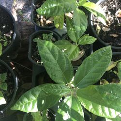 Purple Passion Fruit 