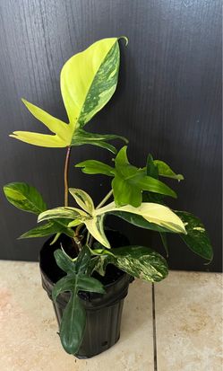Philodendron Florida beauty plants