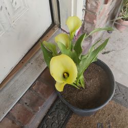 Calla Lily Plant 