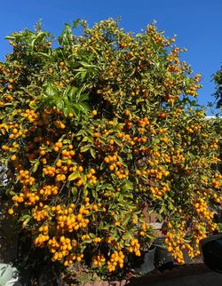 Nagami Kumquat Fruit Trees / Árboles De Naranjas Pequeñas $50 each