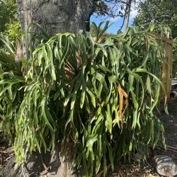2 6ft+ Stag Horn