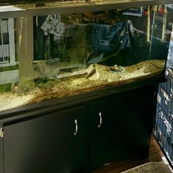 65 Gallon Fish Tank W/ Many Supplies