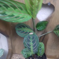 PLANT $20