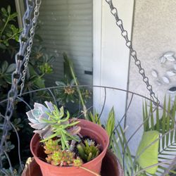 Succulent Plant