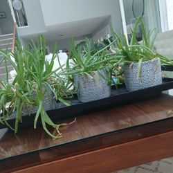 3 Aloe Vera Plants.  Easy Care. $20 Each