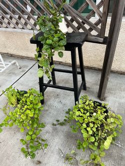 Plantas en ve ta