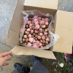 Peonies 