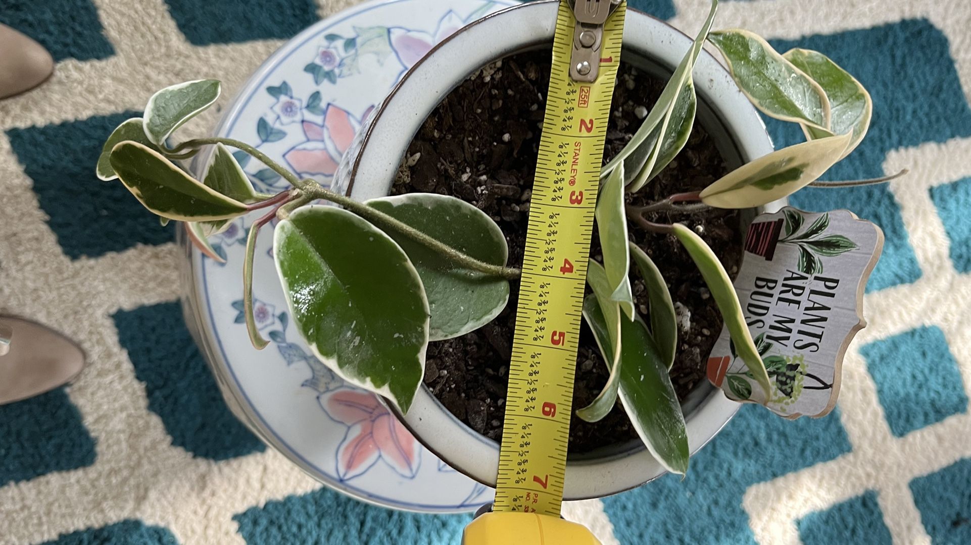 Hoya in ceramic pot (not for sale is the porcelain base its on)