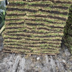 St Augustine Sod - $225 Per Pallet