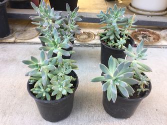 succulent plants