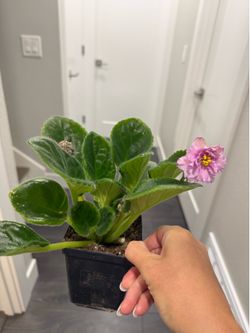Large pink blooming African violet in pot blooming beautiful