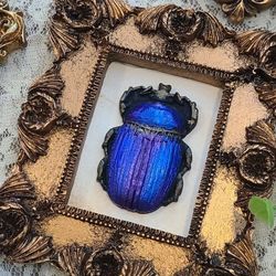 Dark Academia Beetles In Baroque Frames 