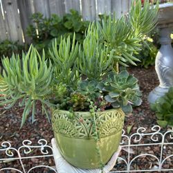 Succullent Arrangement 