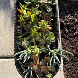 Assorted Succulent Planter 