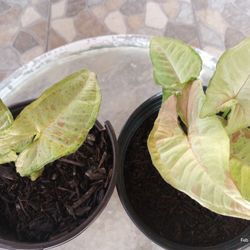 Syngonium 🎉 Confetti 