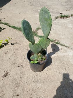 Nopal Del Desierto.