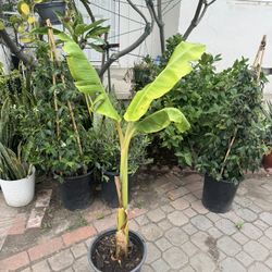 Thai Banana