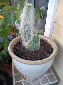 Cactus 🌵