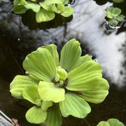 Water Plants 🌱 