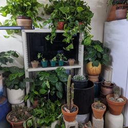 5/16 - The Home of $30 Hanging Plants - Pothos + Pottery for Sale