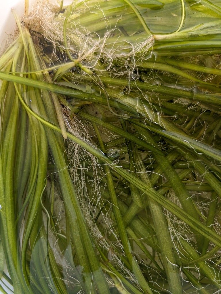 Jungle Vallisneria