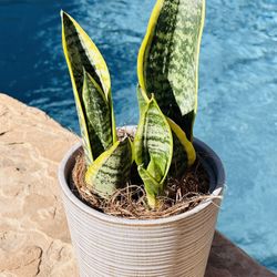 Ceramic Pot With Sensevieria Plant