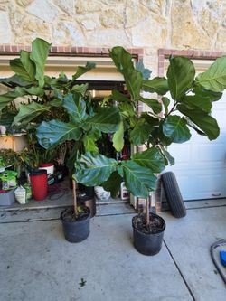 Fiddle Leaf Fig Trees