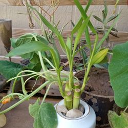 Bamboo Cluster Bomb Plant White Rock 🪨