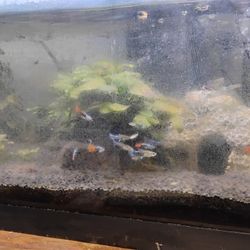 Free Fish Tank
