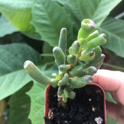 Crassula  Ovata  gollum  Succulent 