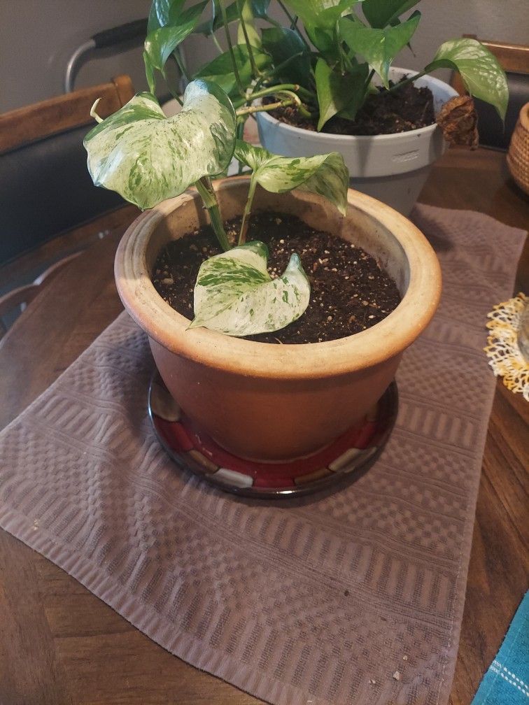 Is rare philodendrum plant