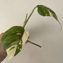 Albo Epi Plant CUTTING 