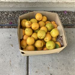 Free Sour Oranges
