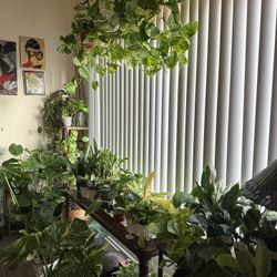 Plants Galore