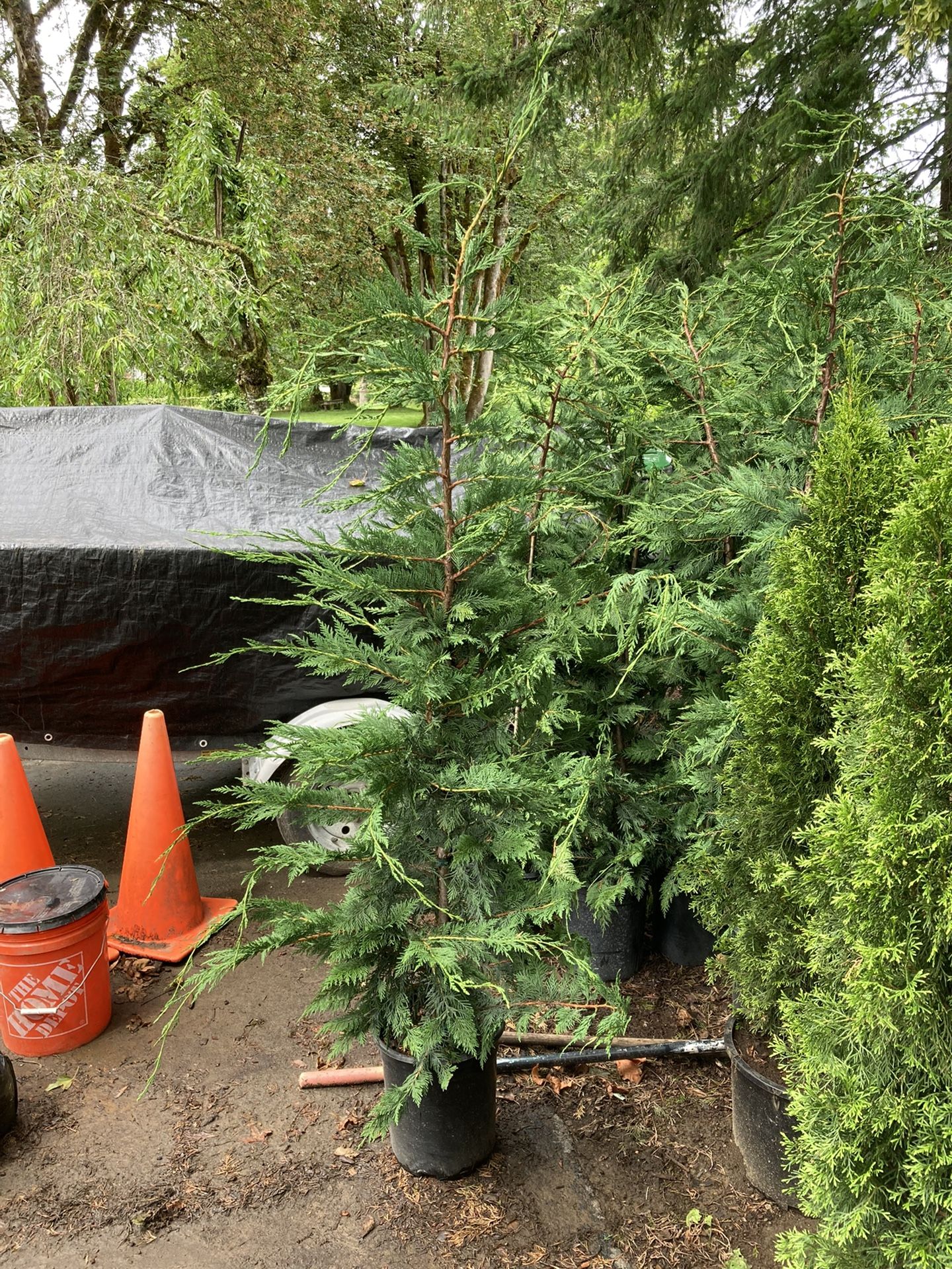 Leyland Cypress Tree 6-7 Ft Tall