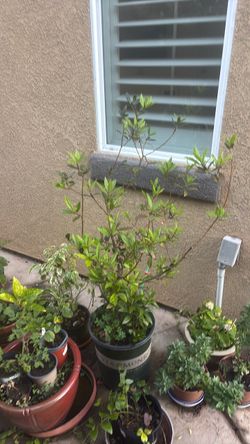 Huge Bayleaf tree