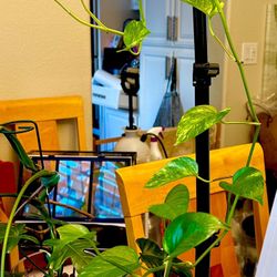 Golden Pothos (Epipremnum Aureum)