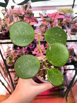Hoya Obovata