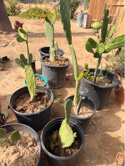 Nopales cactus