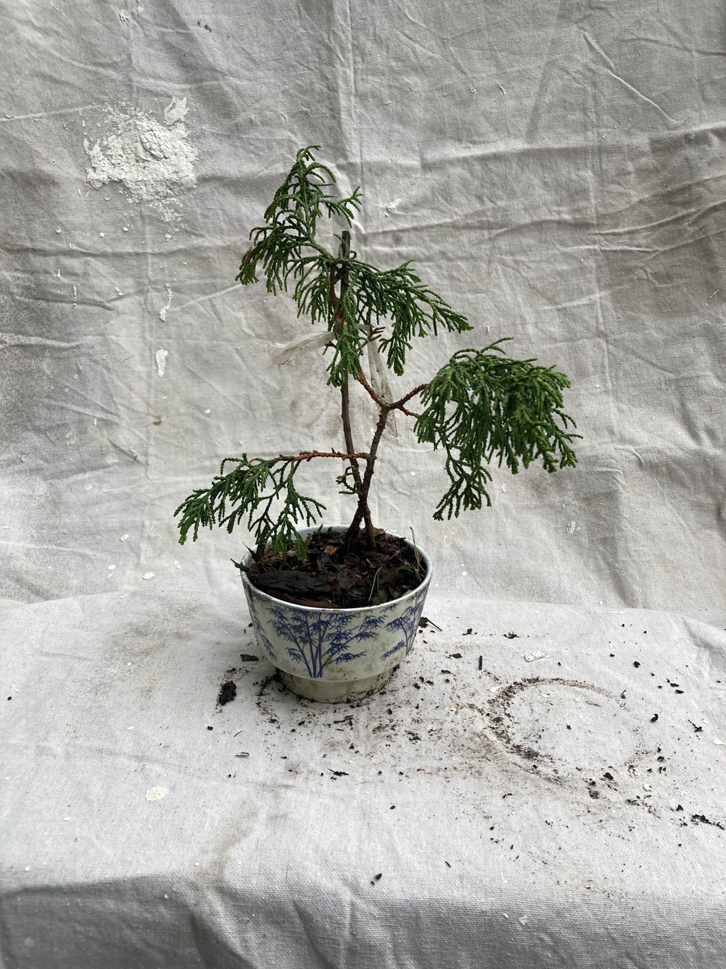 Hinoki Cypress Pre-bonsai
