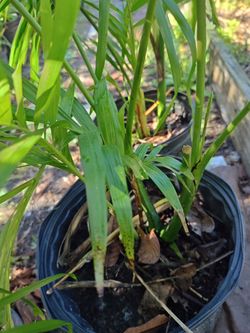 Cat Palm Plant