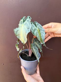 5” Alocasia venom