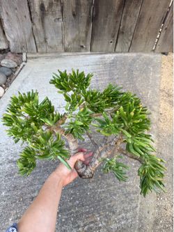 Gollum Jade Plant (Crassula ovata) Cutting