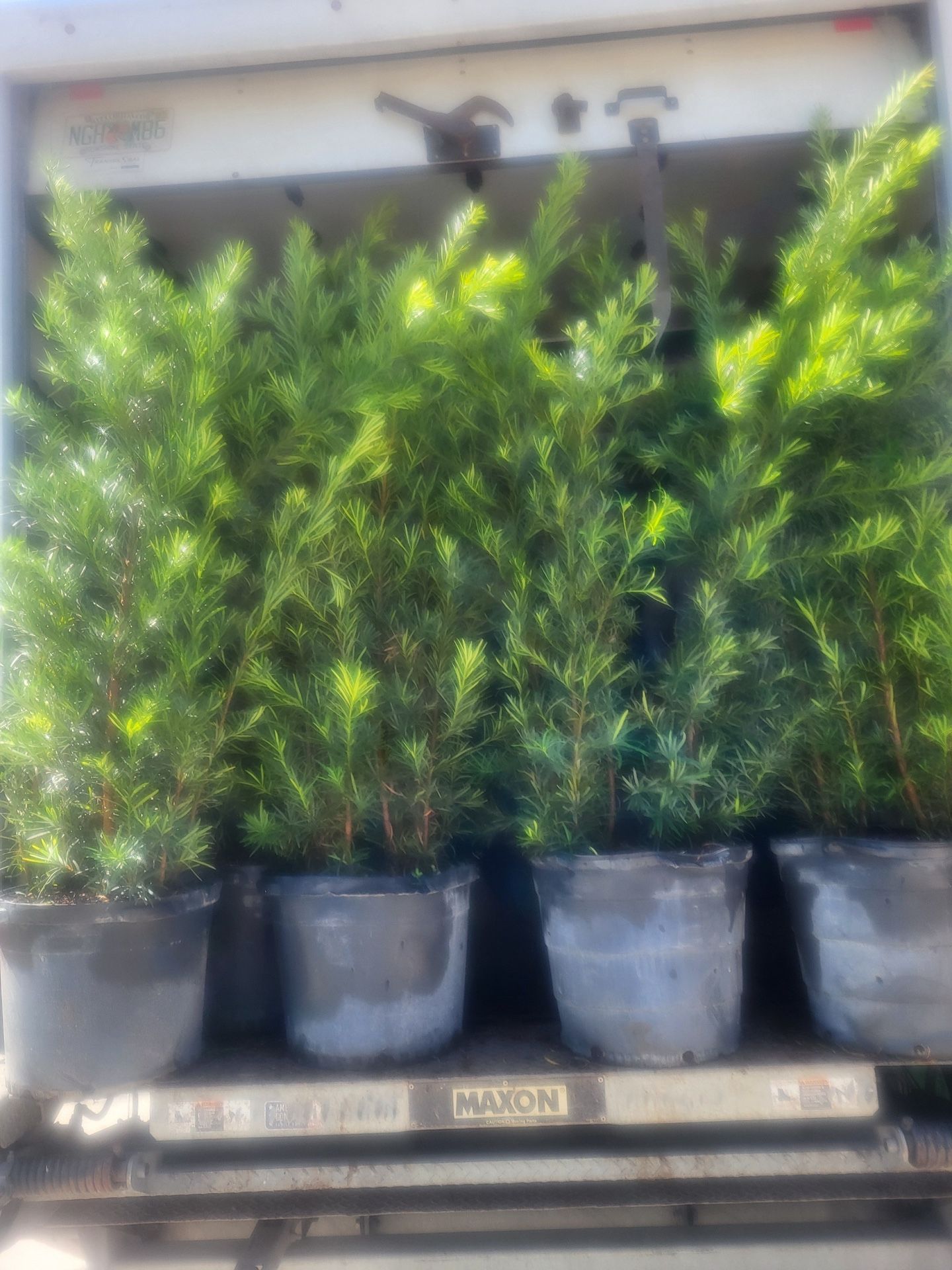Podocarpus Privacy Plant 15g Full