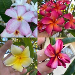 I Am Selling Fresh Unrooted Plumeria Cuttings , I Have 4 Different Colors Available The Price Is Vary Depends In What Size You Like To Buy