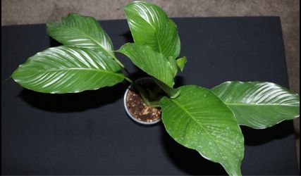 Blooming Peace Lily – 6” Pot