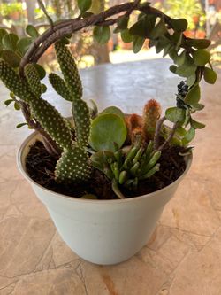 Succulent plant