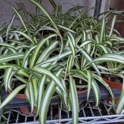 Spider Plants for sale, best known as an air purifier $4 each.